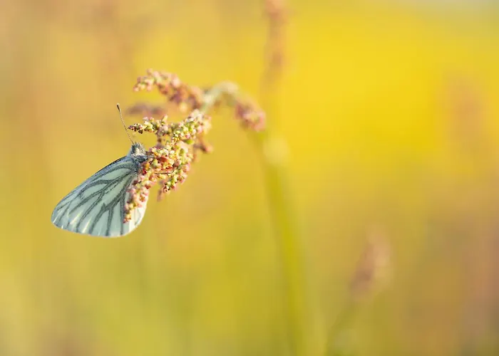 Mijllerzicht 룬터렌