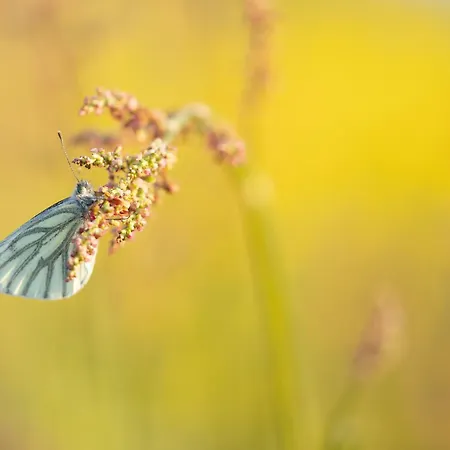 Mijllerzicht ルンテレン